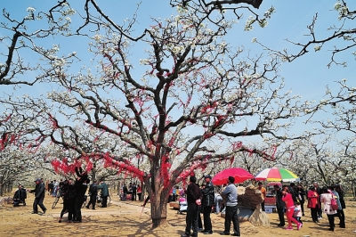 商丘宁陵梨花节开幕首日吸引游客15万人次