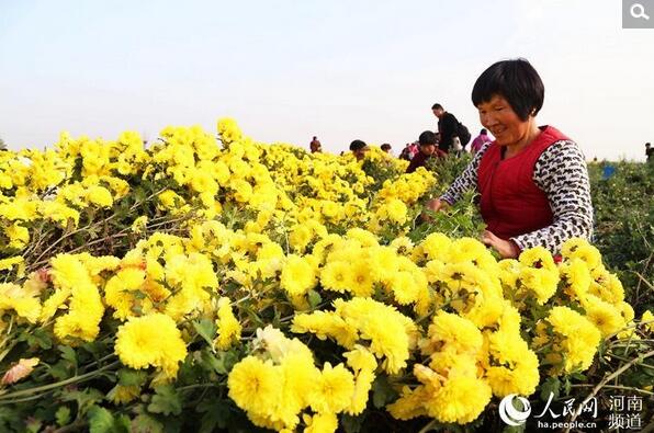 "初冬时节,著名"怀药"产地河南省温县迎来怀菊花采收旺季,金色大地一