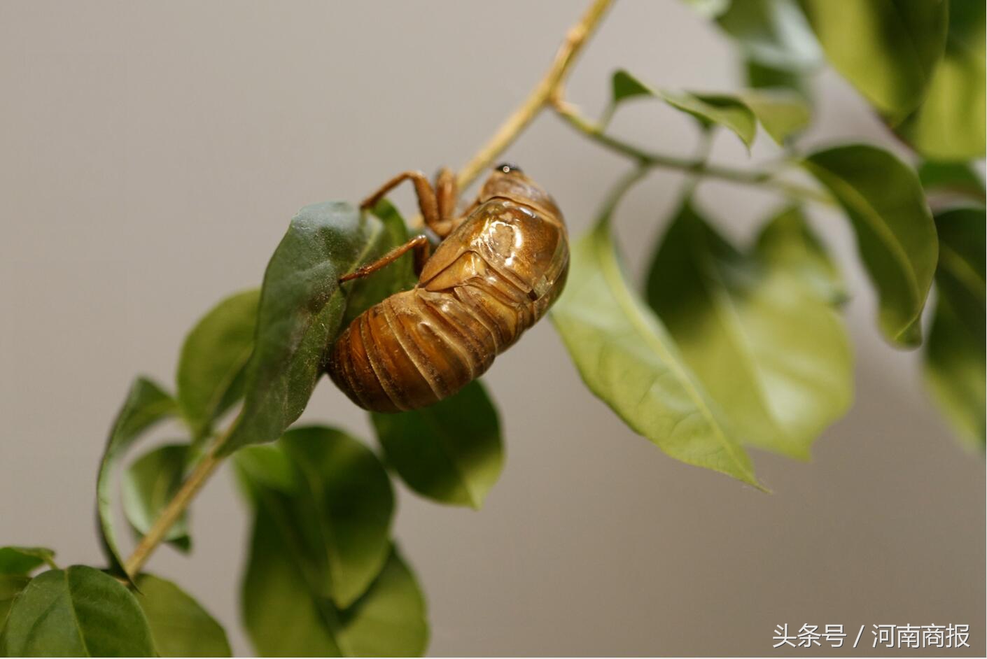 鄭州爸爸實拍金蟬脫殼女兒看後驚呆了