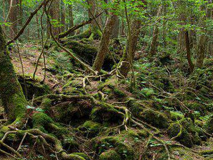 富士山现自杀森林尸骨满地