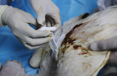 省野生动物救护中心工作人员在给白琵鹭包扎伤处