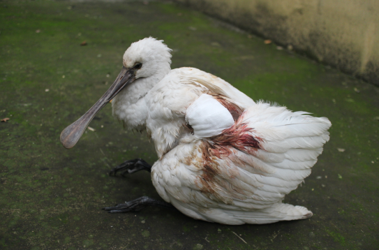 李济武说,焦作市野生动植物保护救护站虽然有着丰富的野生动物救助