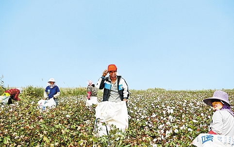 镜头下的河南赴疆采棉工:空手而去,用汗水换回劳动果实