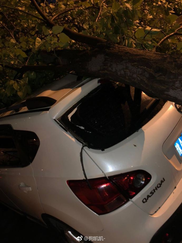 郑州市民爱车被砸一夜醒来砸车的树竟没了赔偿找谁去
