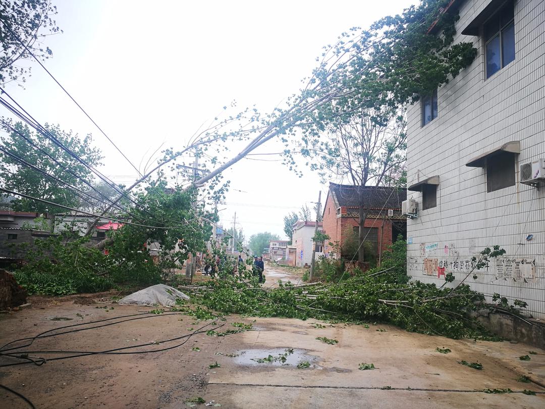 狂风 暴雨!鹤壁大风致树木刮翻压断高压线