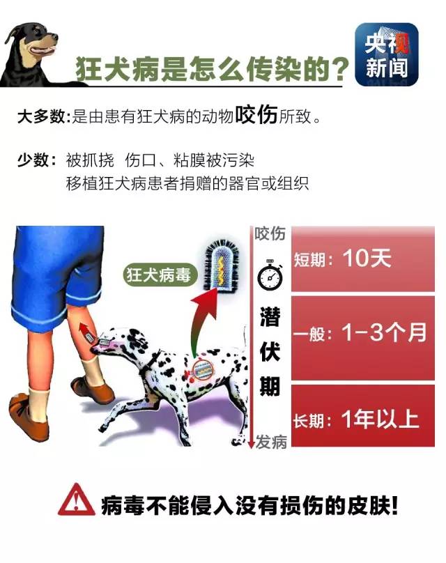 提到狂犬病,不少人可能以为只有被疯狗咬了才会感染,其实不然!