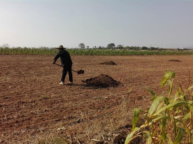 国庆假期里的河南农村繁忙依旧