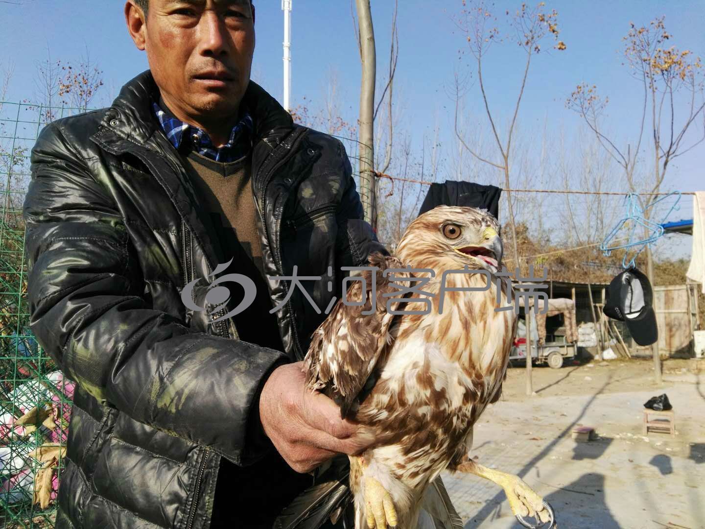 中毒鹰隼落难周口村庄村民这样做