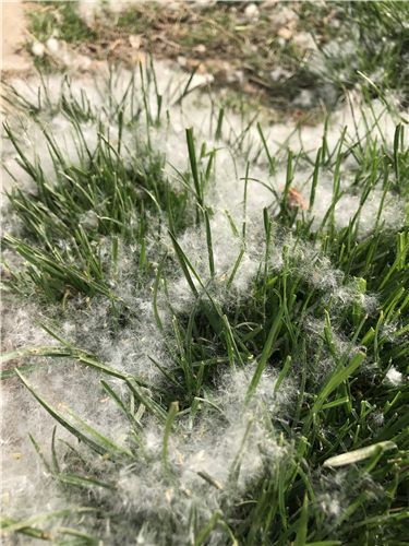 天越热"雪"越大 郑州杨絮柳絮满天飞