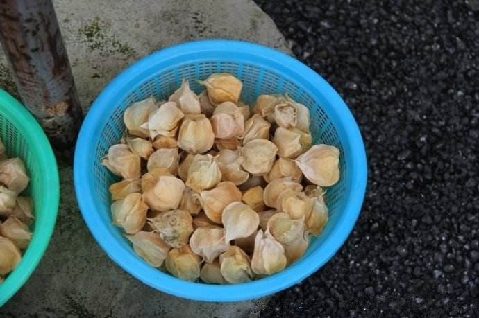 其实,灯笼草还具有很好的药用价值,可以泡水喝,每天一杯可以治疗喉咙