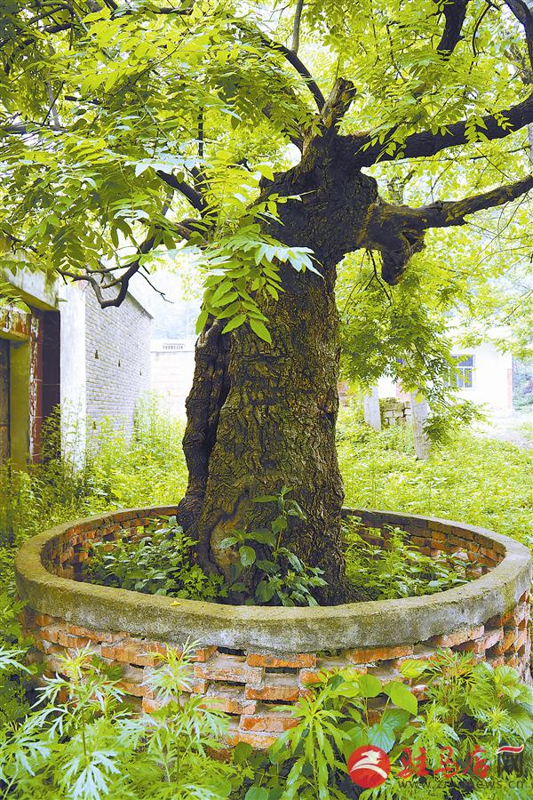 确山县石滚河镇三足槐,树龄约1000年.