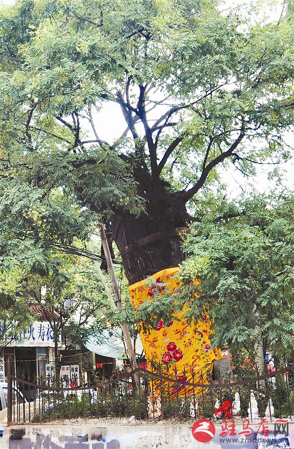 平舆县古槐街道国槐,树龄在1000年以上.