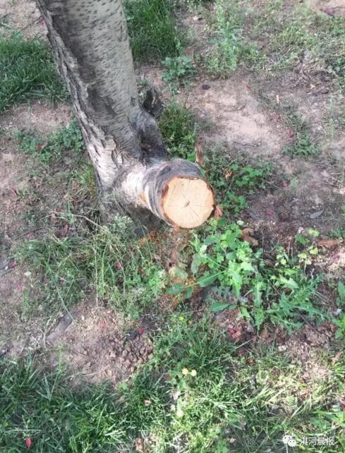 鹤壁一男子锯断小区中桃树 称要做桃木剑辟邪